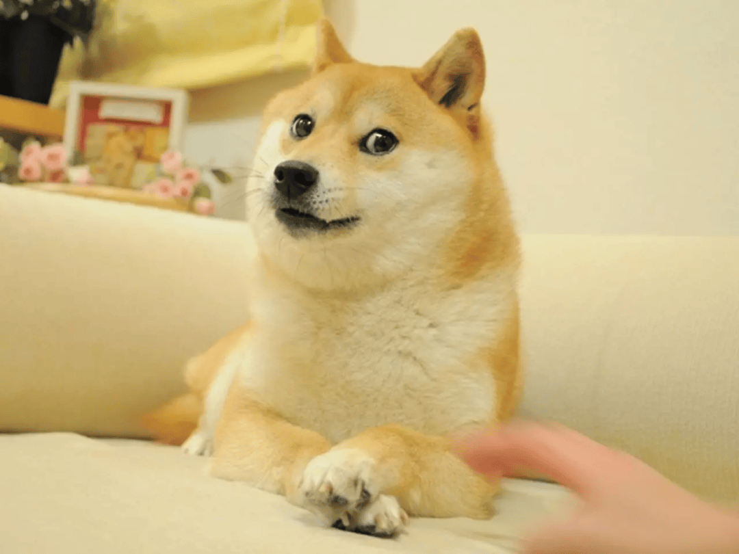 doge今日行情(dogecoin今天行情) doge今日行情(dogecoin今天行情)